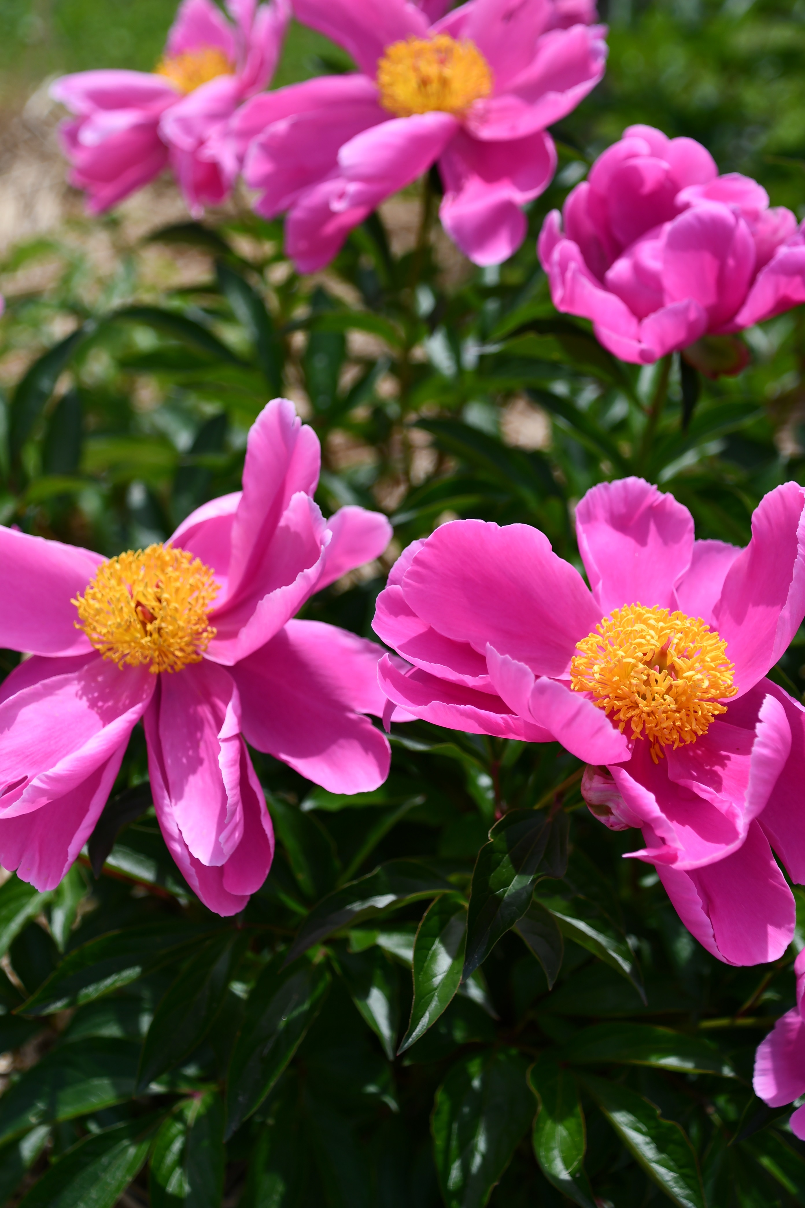 シャクヤクの花（ピンク）