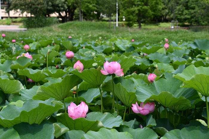 久宝寺緑地の蓮の花