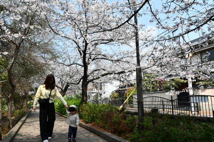 桜の開花状況