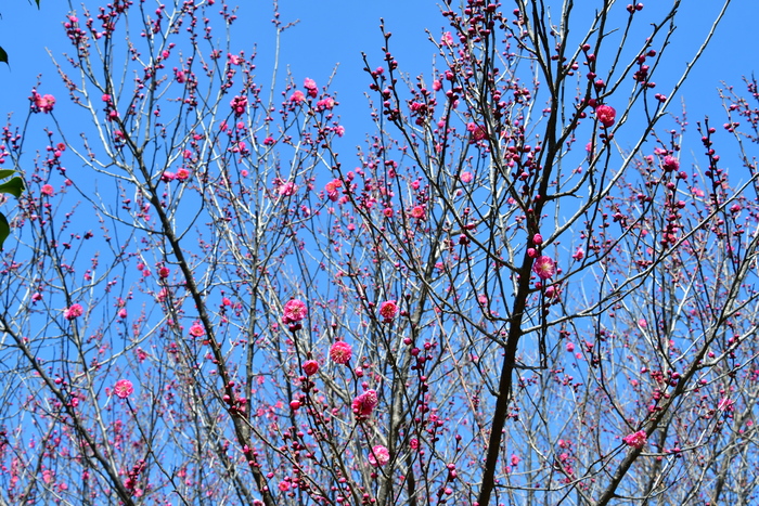 久宝寺緑地の梅