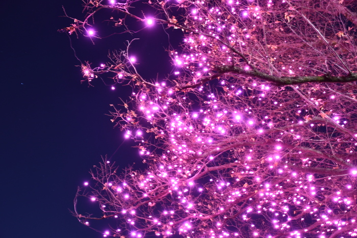 久宝寺緑地のクリスマスイルミネーションのアップ