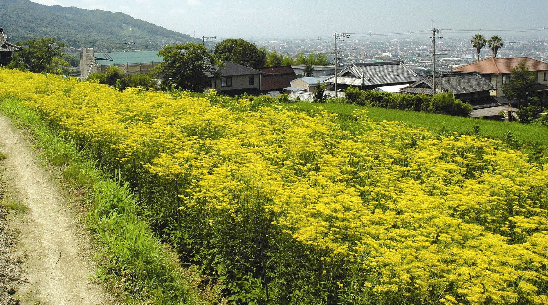 住みやすいやお　みんなが笑顔のやお