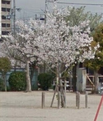 写真:サクラの木