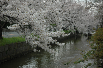 写真：川沿いに咲く桜