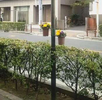 写真：歩道のフラワーポット3