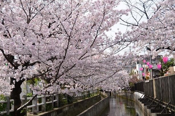 写真:長瀬川と桜