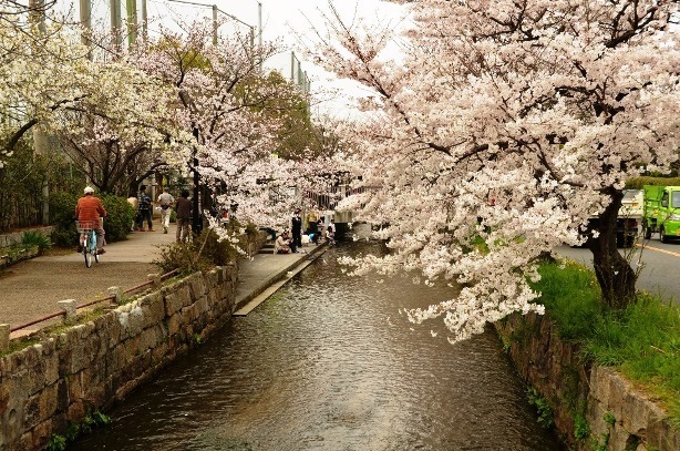 写真:玉串川と桜