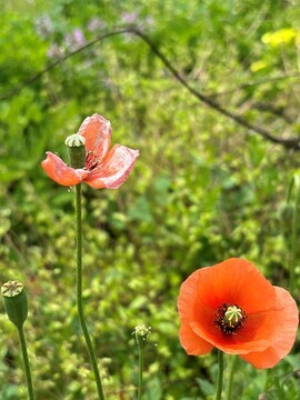 写真：ナガミヒナゲシ2