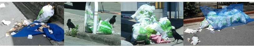 写真：カラスによるごみ荒らし被害