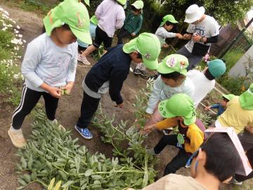 写真：ソラマメの収穫
