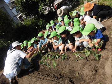 写真：サツマイモの苗植える
