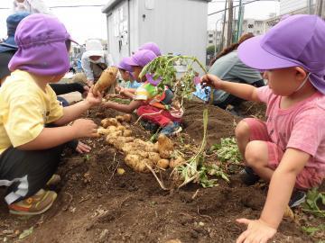 写真：大量収穫