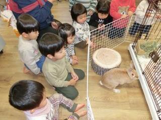 写真:うさぎを見る子ども達