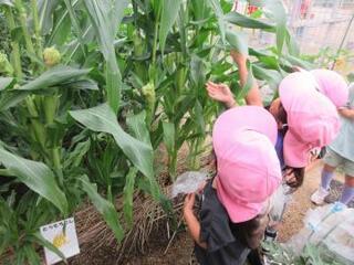 写真：子どもたちと夏野菜