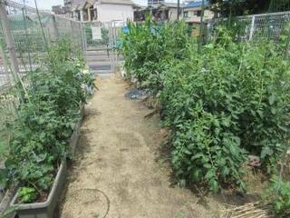 写真:夏野菜