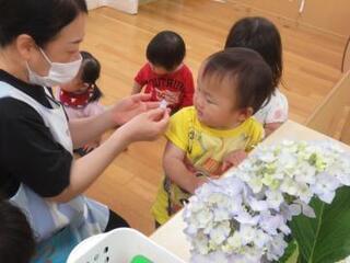 写真：アジサイの花を見る幼児