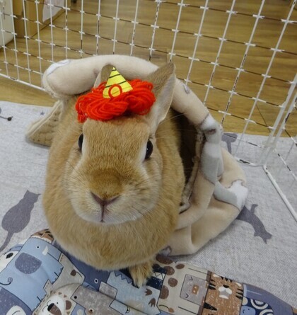 写真：うさぎ鬼