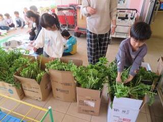 写真：大根の収穫