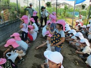 写真：じゃがいもを探す子ども達