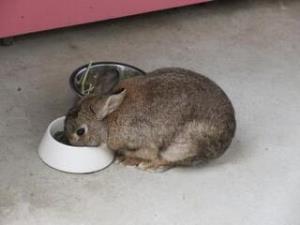写真:餌を食べるうさぎ