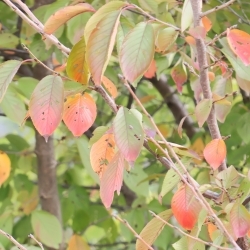 写真：保育と自然11-29