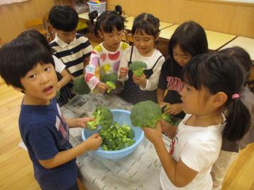 写真：ブロッコリーの房分け【4・5歳】1