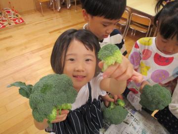 写真：ブロッコリーの房分け【4・5歳】3