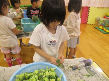 写真：ブロッコリーの房分け【4・5歳】4