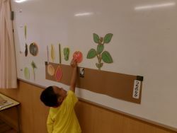 トマトを土より上に置く子どもの様子
