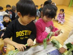 若ごぼうの観察をする子どもたち2
