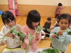 若ごぼうを観察する子どもたち3