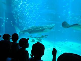 写真：2年遠足　海遊館3