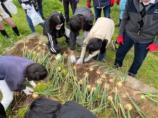 写真：玉ねぎ収穫