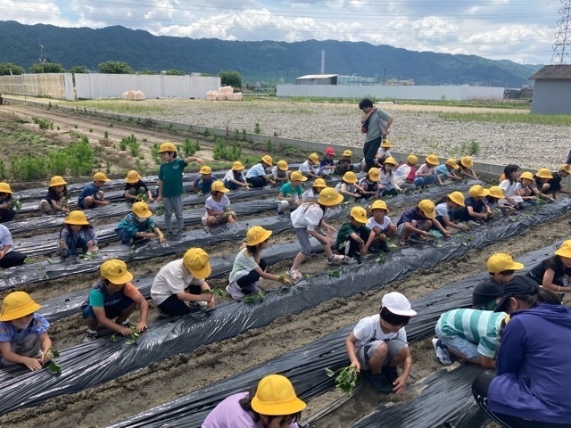 写真：いもほり2