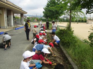 写真：1年生交流会で芋掘りをしている様子