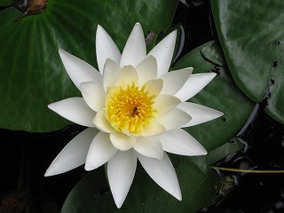 写真:それ池の蓮の花近景