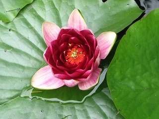 写真:梅池の蓮の花
