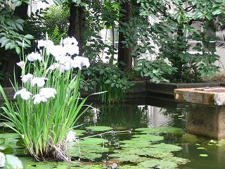 写真:それ池のあやめ