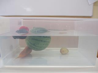 写真：水に浮かぶ野菜と沈む野菜