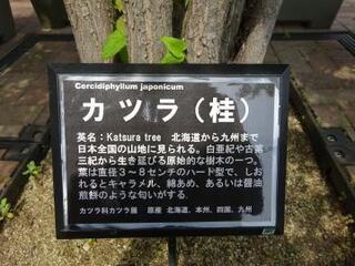 写真：カツラの樹2