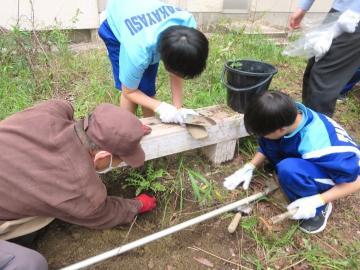 写真：科学部・シロバナタンポポの移植3