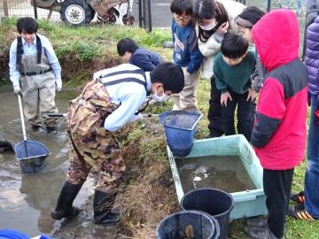 写真：水槽に魚を移す様子