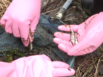 学校・庭園ビオトープコンクール2025に応募05