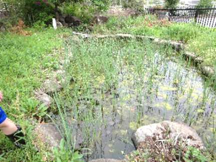 本校のビオトープに関する取り組み11