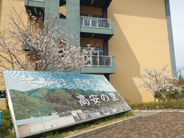 写真：校舎東側の桜
