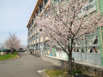 写真：校舎南側・後期課程校舎の桜