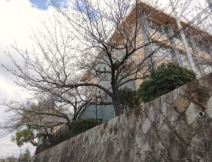 桜咲く07