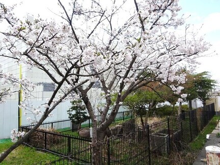 桜咲く08