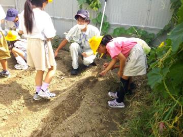 写真：八尾若ごぼうの種植え3