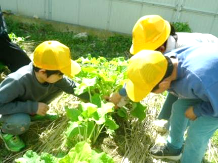 若ごぼうの収穫02